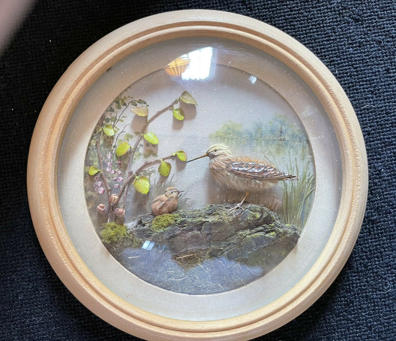 Snipe and Chick (Version 2) (5-inch)